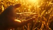 © Adobe Contributor - Golden Wheat Grains in a Hand