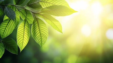 Poster - Lush Green Leaves Glowing in Soft Morning Light with a Natural Background Creating a Peaceful and Refreshing Atmosphere in a Forest Setting