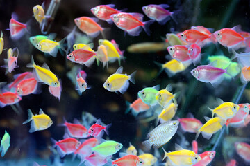 Canvas Print - Ngasemt traditional animal market.  Aquarium full of brightly colored tropical fish for sale.