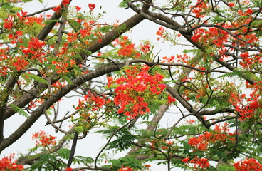 Wall Mural - bright red royal poinciana or flamboyant flowers blossoming on the tree