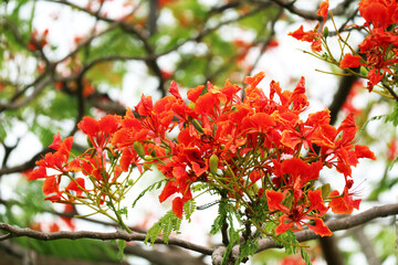 Wall Mural - closeup of bunches of blooming vibrant red flamboyant flowers or royal poinciana
