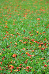 Wall Mural - vibrant green natural grass field full of fallen flamboyant flower petals