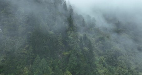 Poster - Aerial footage of beautiful raining forest landscape