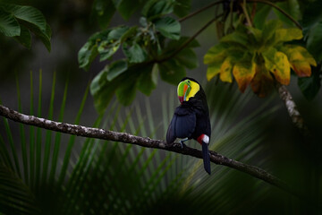 Wall Mural - mexico wildlife, tucan on tree branch. keel-billed toucan, ramphastos sulfuratus, bird with big bill