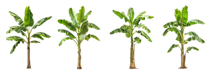 Poster - Set of green banana tree with tropical leaves isolated on transparent background cutout png