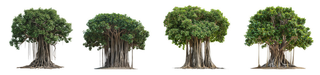 Poster - Set of large green banyan tree with roots cut out isolated transparent background PNG