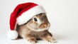 © SHI - The Easter Bunny wearing a Santa hat on a white background