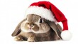 © SHI - The Easter Bunny wearing a Santa hat on a white background
