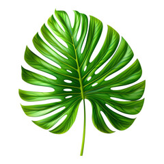 Sticker - Vibrant Green Monstera Leaf Isolated on White Background Showcasing Lush Tropical Foliage Perfect for Nature-Themed Designs and Botanical Illustrations