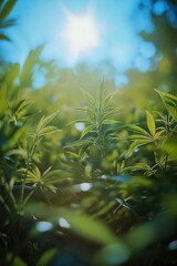 Wall Mural - Sunlight filtering through leafy greenery