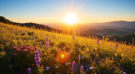 Poster - Sunset over vibrant wildflower meadow