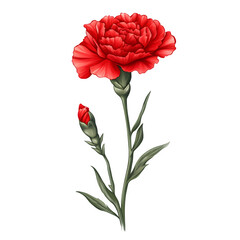 Aufkleber - Vibrant red carnation flower in bloom with a bud, ideal for nature, love, and celebration designs, on a clear background
