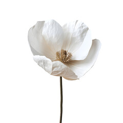 Poster - Single white poppy flower blooming in a studio shot, isolated on a transparent background