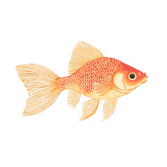 Poster - Peaceful goldfish with orange scales and fins swimming in a clear background