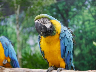 Parrot displaying vibrant colors zoo wildlife photography tropical environment close-up view nature conservation