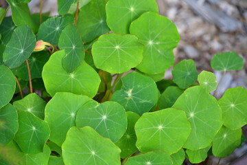 Wall Mural - Green Leaves on a Plant