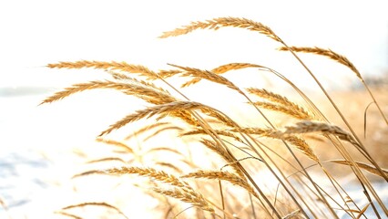 Poster - Stunning Night Photography of Golden Wheat Stalks Illuminated Against a Soft White Background Capturing the Essence of Nature's Beauty and Tranquility in a Unique Visual Experience