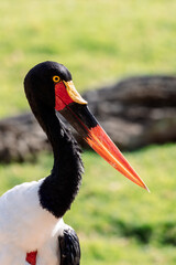 side profile of a saddle billed stork with vivid red and black beak and vibrant yellow eye on a gree