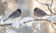 © TheoTheWizard - Two birds are sitting on a branch covered in snow