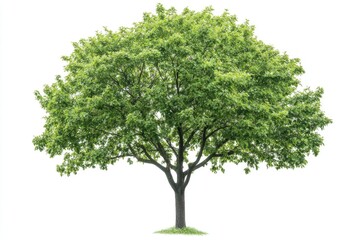Aufkleber - A single tree with vibrant green leaves set against a clean white background