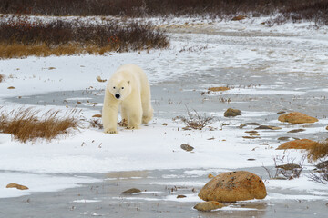 solitary polar bear close up on the arctic tundra of churchill canada