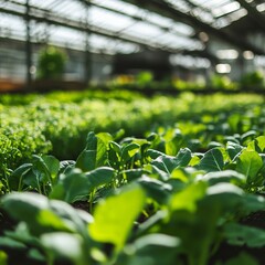Wall Mural - a close-up of vegetables growing in a greenhouse, their environment controlled for optimal growth