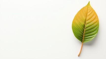 Aufkleber - Soft leaf texture background with light veins, subtle color shading, and natural irregularities, ideal for earthy and botanical themes, isolated on white.