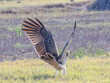 © Imogen - Spotted Harrier (Circus assimilis) in Australia