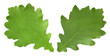 © zcy - Oak leaves isolated against a white background (Quercus robur)