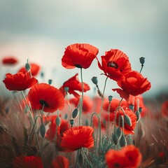 Wall Mural - Beautiful red poppies on the field at sunset.