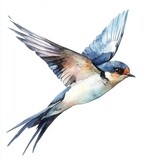 Watercolor painting of a flying swallow bird with vibrant colors. isolated white background