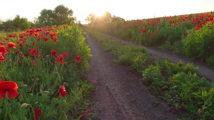 Wall Mural - Stunning evening view of green meadow with dirt country road. Sunny summer scene of field of blooming poppy flowers. Beauty of countryside concept background. 4K video (Ultra High Definition).