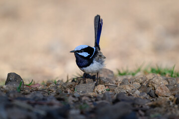 Superb fairywren bird, Malurus cyaneus, male blue breeding plumage, dirt pebble ground, isolated single close closeup detail, color colour, native Australian wren	