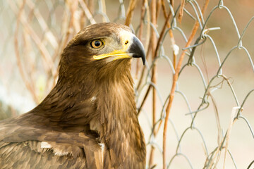 birds of prey close up in a zoo