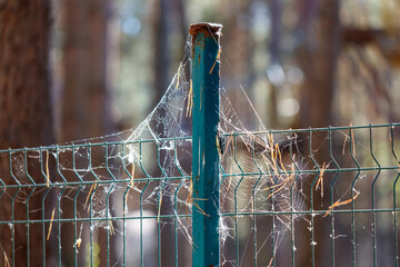 Wall Mural - A green fence with a spider web on it