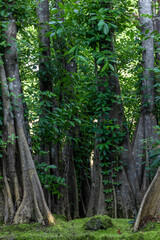 Green moss forest tree wood, Green nature calming summer warm day, Scenic forest of fresh green wood deciduous forest tree moss, Tree and moss woodland.