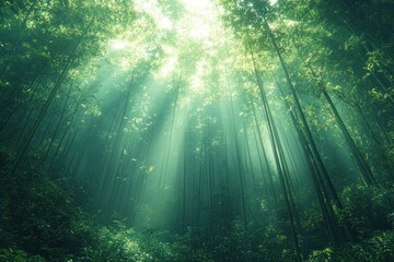 Canvas Print - Mystical Bamboo Forest