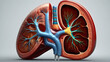 © mr - The Vital Role of Kidneys in Maintaining Body Health