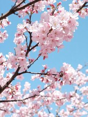 Wall Mural - Beautiful cherry blossoms in full bloom against a clear blue sky, natural, fresh, seasonal