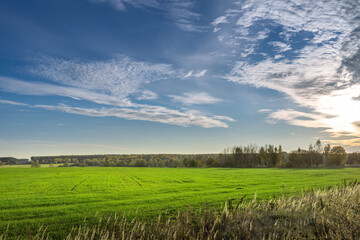 Wall Mural - A large field of grass with a clear blue sky above