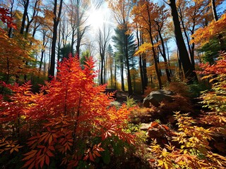 Vibrant foliage in a forest clearing under a bright autumn sun, fall, foliage