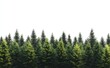 © Cetin - realistic photograph of a small forest with tall trees, against a white background