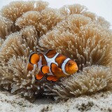 A pair of clownfish swimming among sea anemones on a white background.

