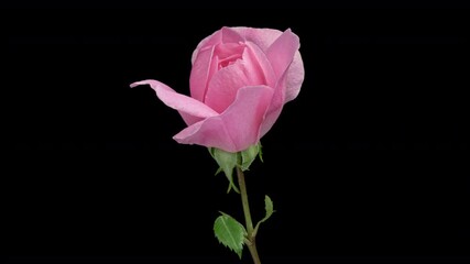 Wall Mural - Pink rose isolated on black background