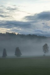  trees in fog