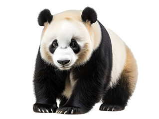 Poster - Panda Animal isolate on transparent background PNG