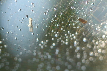 Abstract Blurred background in gray. Morning dew on a spider web.