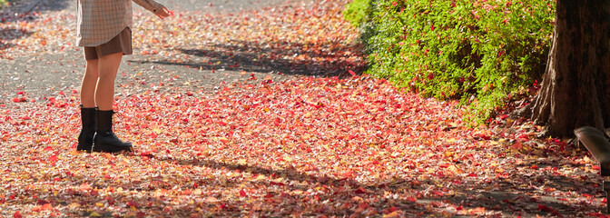 Wall Mural - 秋の公園の赤色の紅葉の落ち葉の道を散歩する若い女性の様子