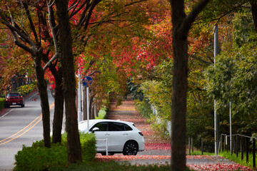 Wall Mural - 秋の道路沿いの赤色の紅葉の風景と車の様子