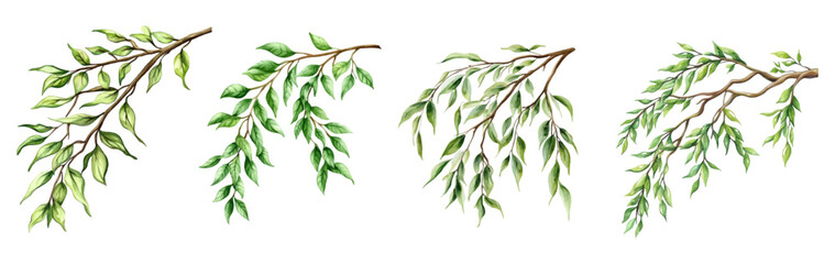 Fototapete - Watercolor set of branches with green leaves png. Watercolor tree branches. Elements for designs in rustic style. Vector illustration.